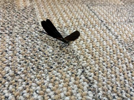 Blue-winged Dragonfly, JPG