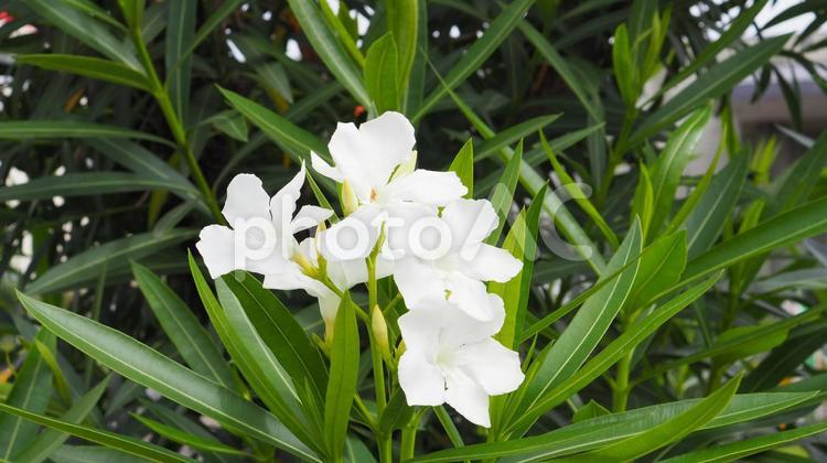 秋・ショッピングモールでみつけたキョウチクトウの花 秋,キョウチクトウ,きょうちくとうの写真素材