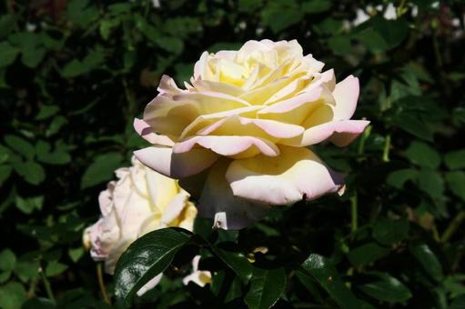 バラ・薔薇 ピース バラ・薔薇 ピースの写真