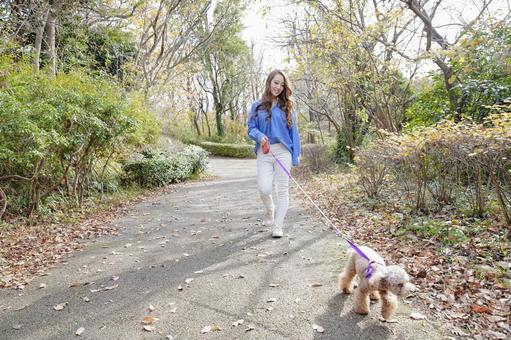 女人和她的寵物在公園散步, 寵物, 玩具貴賓犬, 貴賓犬, JPG