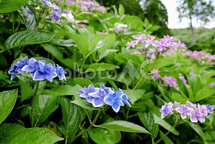 紫陽花 紫陽花,自然,風景の写真素材