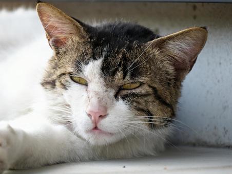 目を細め遠くを見つめる猫 目を細め遠くを見つめる猫 猫,ネコ,三毛猫の写真素材