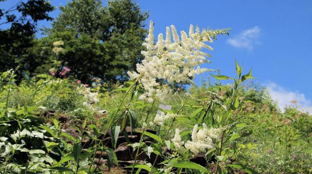白馬五竜高山植物園 アワモリソウ 白馬五竜高山植物園 アワモリソウの写真