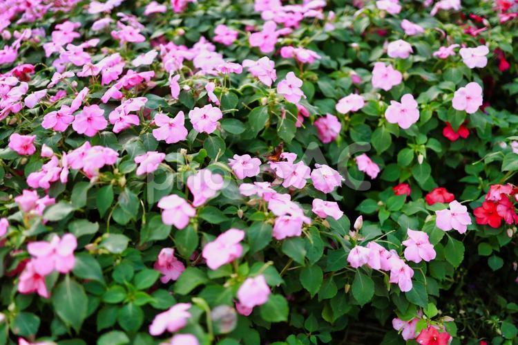 庭園の花の写真 花,ナチュラル,お洒落の写真素材