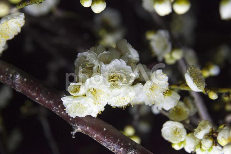 夜の白梅3（田原市） 白梅,梅の花,花の写真素材