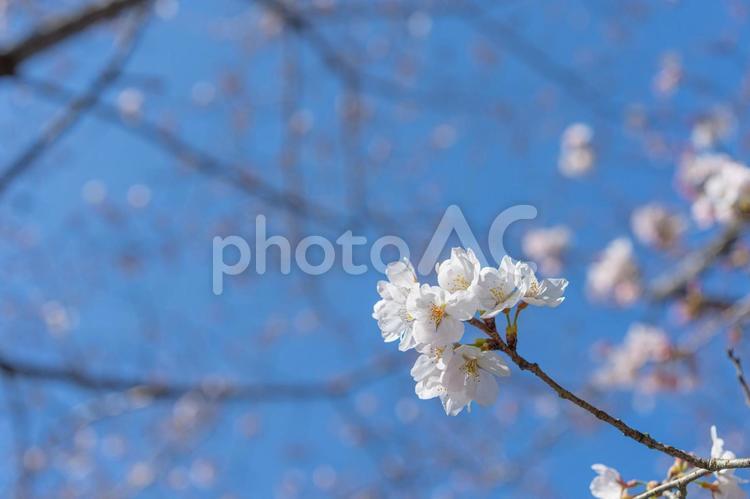 開花したての桜 桜,ソメイヨシノ,花の写真素材