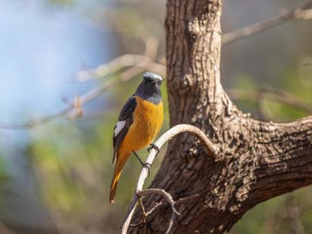 照片, 黄尾鸲, 乔比奥, 雄性daurian redstart, 