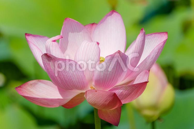 緑に映える蓮の花のアップ 蓮,花,蓮の花の写真素材