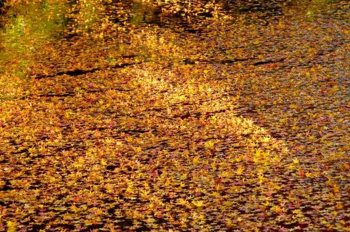 水面に浮かぶ紅葉した綺麗な落ち葉 水面に浮かぶ紅葉した綺麗な落ち葉の写真