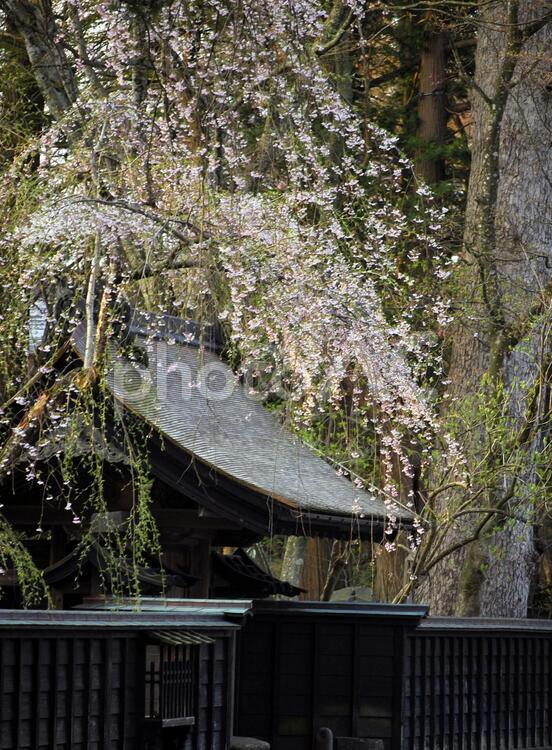 角館武家屋敷　枝垂桜 角館,武家屋敷,桜の写真素材