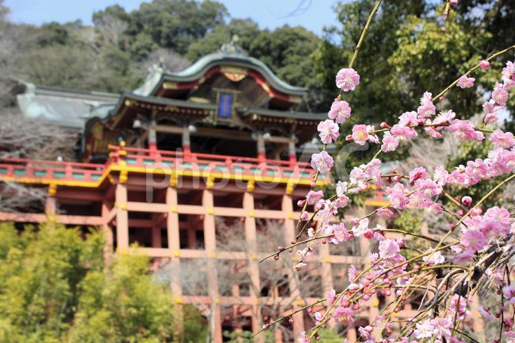 佐賀県鹿島市の祐徳稲荷神社、梅の季節 祐徳稲荷神社,梅,紅梅の写真素材