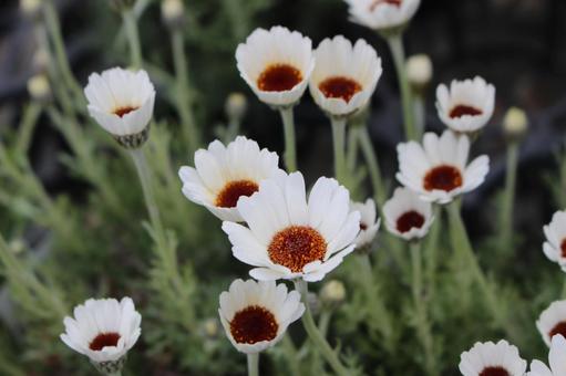 春の花 春の花の写真