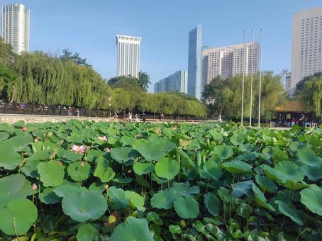 静寂に包まれた、ハス池の風景 静寂に包まれた、ハス池の風景の写真