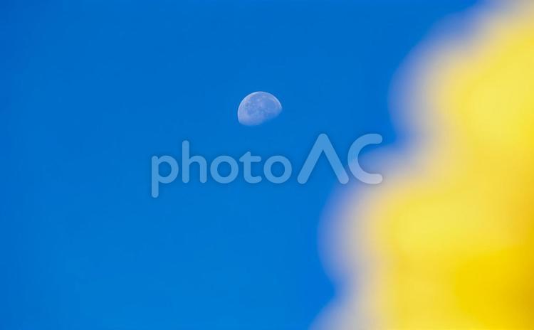 ひまわり畑の白い月 白い月,花,満開の写真素材
