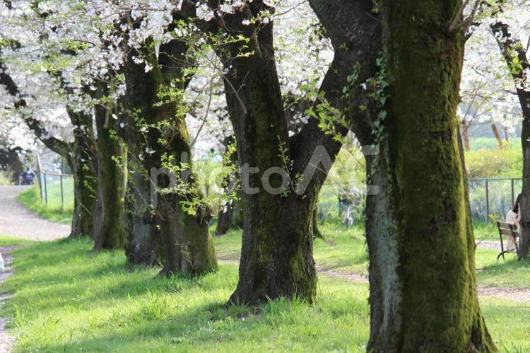 桜並木 桜,桜並木,花見の写真素材