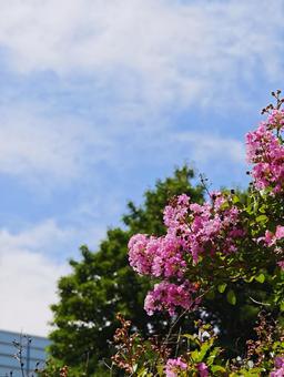 夏空とピンクの百日紅の花 百日紅,サルスベリ,花の写真素材