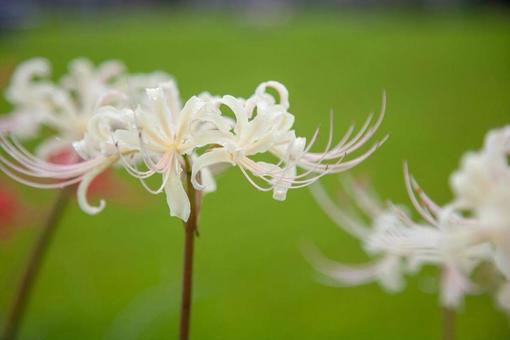 Cluster amaryllis 2, JPG