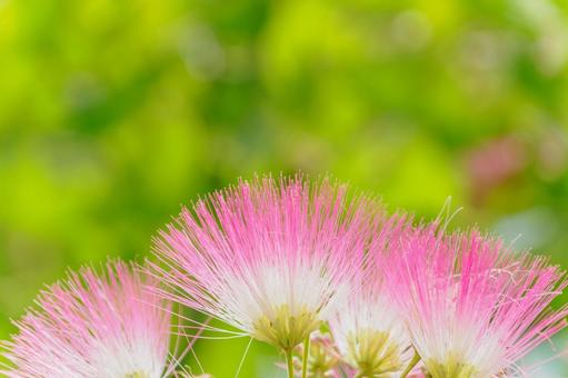 Silk Tree ⑹, JPG Silk Tree ⑹, JPG
