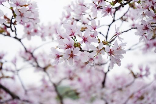 満開に咲く桜の枝 満開に咲く桜の枝 桜,曇り,ピンクの写真素材