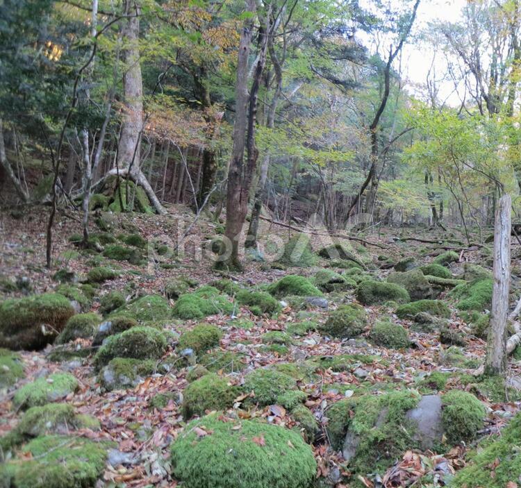 天城　原生林 樹林,苔,原生林の写真素材