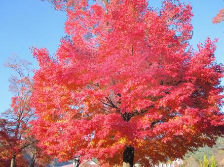 紅葉 紅葉の写真