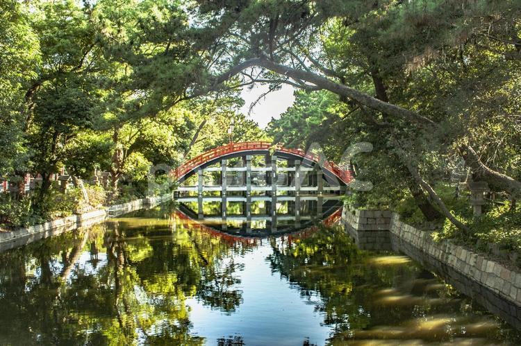 住吉大社　反橋と木々 住吉大社,住吉,川の写真素材