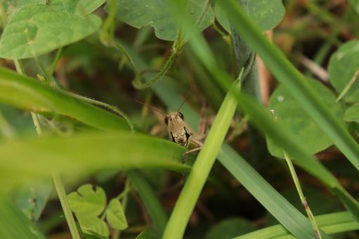 A grasshopper peeking out from the grass, JPG