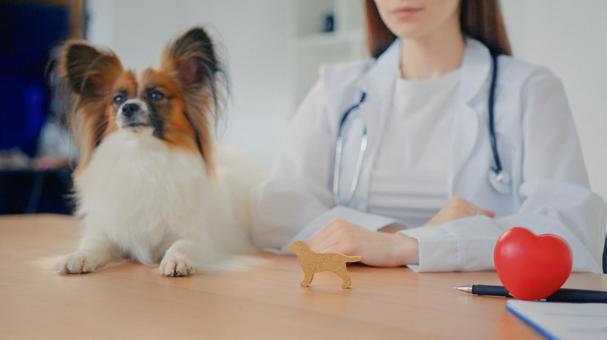 パピヨンとハート型の模型と女性 医療,予防,医者の写真素材