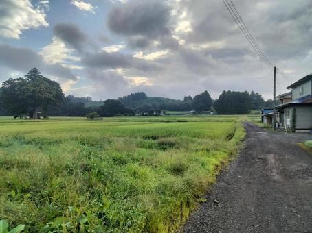 緑豊かな田んぼと田舎の景色 緑豊かな田んぼと田舎の景色 田舎,田んぼ,稲の写真素材