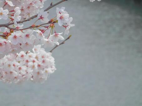 桜 桜の写真