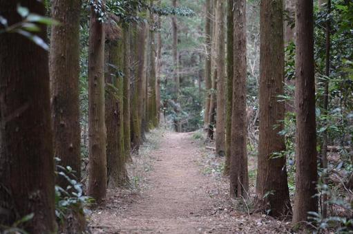 森の一本道 森の一本道 森,山,林の写真素材