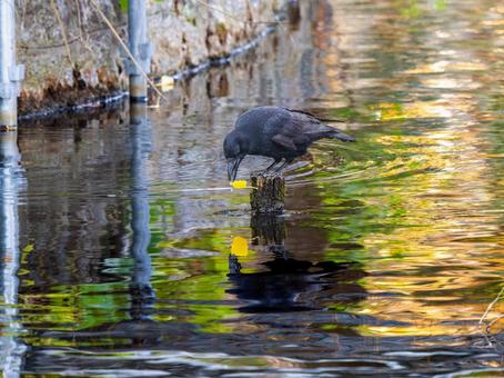 水辺のカラス カラス,鳥,動物の写真素材
