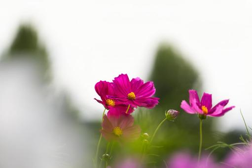 まぶしい光を浴びて咲く秋桜 コスモス,秋桜,花の写真素材