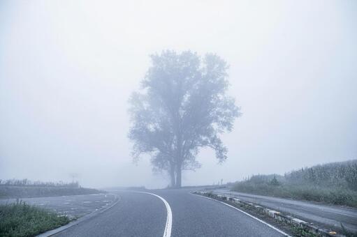 霧に包まれた七塚原牧場の樹木に向かう道 日本,屋外,風景の写真素材