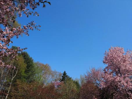 桜と青空4 桜と青空4の写真