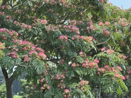 Early summer alder tree, JPG Early summer alder tree, JPG