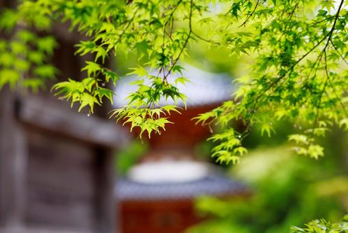 Photo, টাটকা তাজাভাব, মঠ ও মন্দির, বসন্ত, 