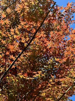 太陽の光に輝く秋の紅葉(モミジ) 太陽の光に輝く秋の紅葉(モミジ)の写真