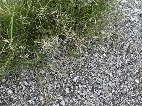駐車場の雑草 駐車場の雑草の写真