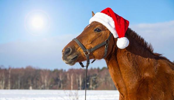 サンタクロースの帽子をかぶった馬 サンタクロースの帽子をかぶった馬の写真