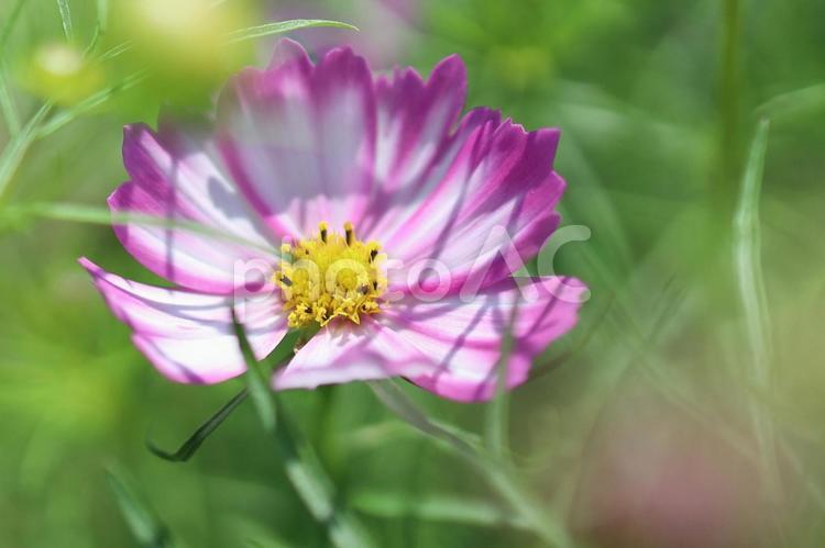 ピンクの縁取りコスモスのアップ コスモス,秋桜,ピンク色の写真素材