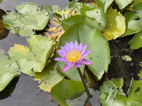 蓮 蓮,きれい,植物の写真素材