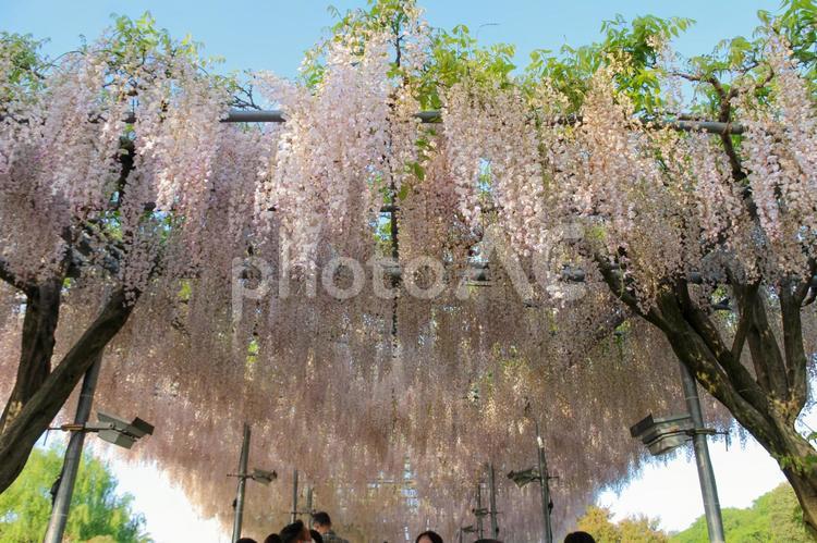 あしかがフラワーパークのうす紅藤 藤,ふじのはな物語,大藤の写真素材