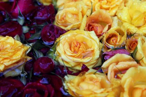 バラの花手水 バラの花手水の写真