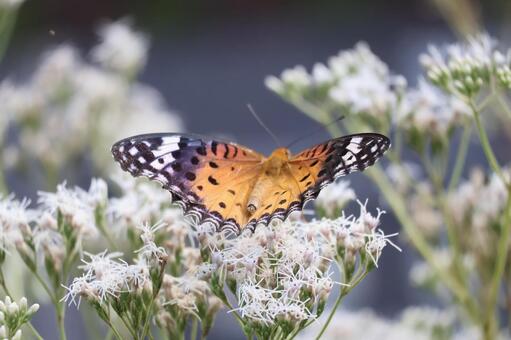白いフジバカマの花とツマグロヒョウモン蝶 白い,フジバカマ,花の写真素材