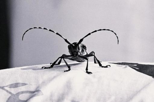 Photo, creatures, biological, animal, 