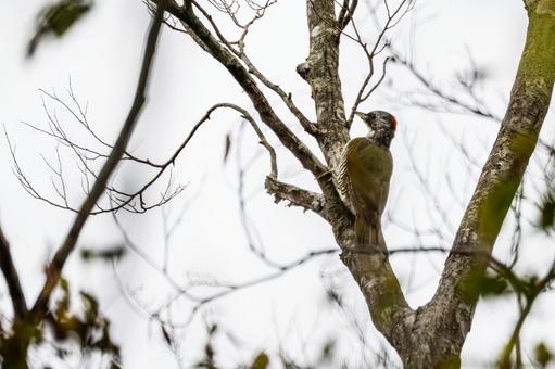 アオゲラ⑶ アオゲラ⑶の写真