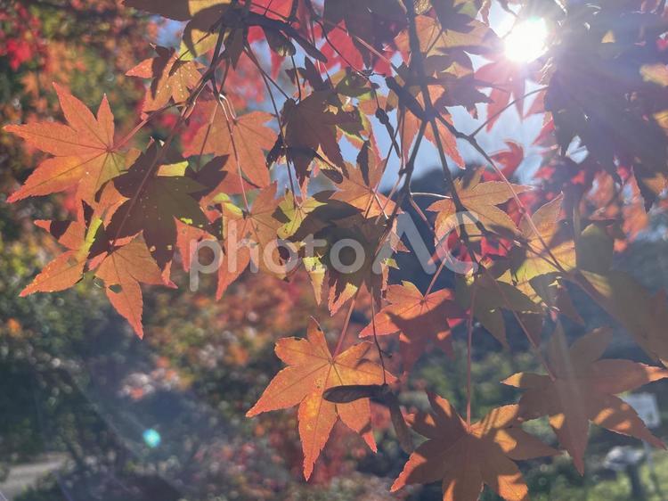 もみじ 落ち葉,秋,自然の写真素材