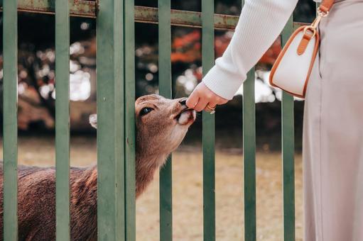 貴方の指輪とても綺麗ですね 鹿,動物,哺乳類の写真素材