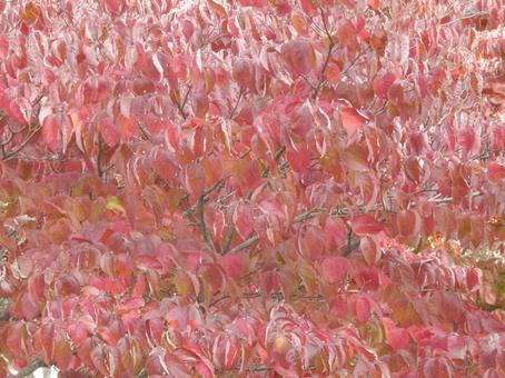 【紅葉写真】美しい紅葉 紅葉,自然,風景の写真素材
